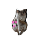 cute meow（個別スタンプ：14）