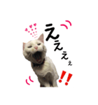 かわいい猫ちゃん（みゅーちゃん）（個別スタンプ：1）