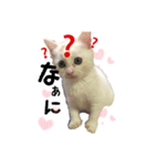 かわいい猫ちゃん（みゅーちゃん）（個別スタンプ：2）