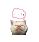 かわいい猫ちゃん（みゅーちゃん）（個別スタンプ：4）