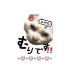 かわいい猫ちゃん（みゅーちゃん）（個別スタンプ：6）