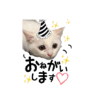 かわいい猫ちゃん（みゅーちゃん）（個別スタンプ：8）