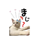 かわいい猫ちゃん（みゅーちゃん）（個別スタンプ：9）