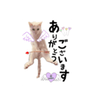 かわいい猫ちゃん（みゅーちゃん）（個別スタンプ：10）