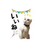 かわいい猫ちゃん（みゅーちゃん）（個別スタンプ：11）