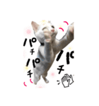 かわいい猫ちゃん（みゅーちゃん）（個別スタンプ：12）