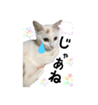 かわいい猫ちゃん（みゅーちゃん）（個別スタンプ：13）