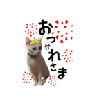 かわいい猫ちゃん（みゅーちゃん）（個別スタンプ：15）