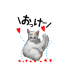 かわいい猫ちゃん（みゅーちゃん）（個別スタンプ：16）