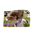 Pudding May（個別スタンプ：5）