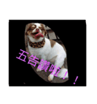 Pudding May（個別スタンプ：11）