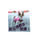 Pudding May（個別スタンプ：17）
