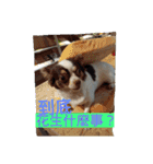 Pudding May（個別スタンプ：24）