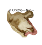 犬と馬（個別スタンプ：1）