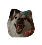 犬と馬（個別スタンプ：4）