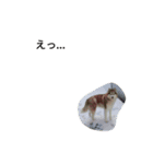 犬と馬（個別スタンプ：5）