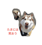犬と馬（個別スタンプ：7）
