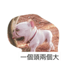 bulldog_mini（個別スタンプ：8）