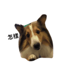 Sheltie' daily life（個別スタンプ：3）