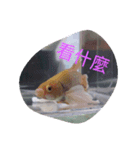 fish good（個別スタンプ：3）