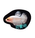 fish good（個別スタンプ：5）