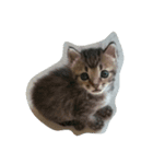 Niuniu neko（個別スタンプ：1）
