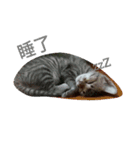 Niuniu neko（個別スタンプ：2）