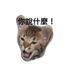 Niuniu neko（個別スタンプ：3）