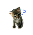 Niuniu neko（個別スタンプ：4）