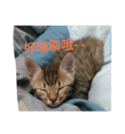 Niuniu neko（個別スタンプ：5）