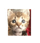 Niuniu neko（個別スタンプ：8）