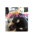 【チワワ】ましゅとくふぃと仲間たち（個別スタンプ：2）