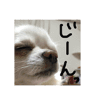 【チワワ】ましゅとくふぃと仲間たち（個別スタンプ：6）