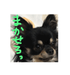 【チワワ】ましゅとくふぃと仲間たち（個別スタンプ：8）