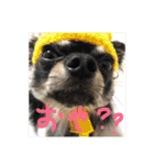 【チワワ】ましゅとくふぃと仲間たち（個別スタンプ：10）