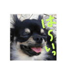 【チワワ】ましゅとくふぃと仲間たち（個別スタンプ：12）