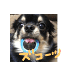 【チワワ】ましゅとくふぃと仲間たち（個別スタンプ：14）