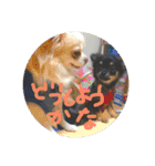 【チワワ】ましゅとくふぃと仲間たち（個別スタンプ：16）