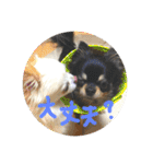 【チワワ】ましゅとくふぃと仲間たち（個別スタンプ：17）
