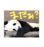 【チワワ】ましゅとくふぃと仲間たち（個別スタンプ：18）