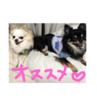 【チワワ】ましゅとくふぃと仲間たち（個別スタンプ：19）