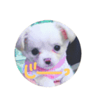 【チワワ】ましゅとくふぃと仲間たち（個別スタンプ：20）