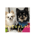 【チワワ】ましゅとくふぃと仲間たち（個別スタンプ：22）