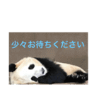 【チワワ】ましゅとくふぃと仲間たち（個別スタンプ：26）