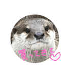 【チワワ】ましゅとくふぃと仲間たち（個別スタンプ：27）