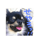 【チワワ】ましゅとくふぃと仲間たち（個別スタンプ：28）
