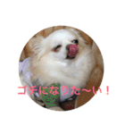 【チワワ】ましゅとくふぃと仲間たち（個別スタンプ：29）