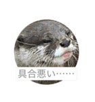 【チワワ】ましゅとくふぃと仲間たち（個別スタンプ：30）