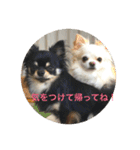【チワワ】ましゅとくふぃと仲間たち（個別スタンプ：31）