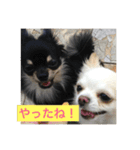 【チワワ】ましゅとくふぃと仲間たち（個別スタンプ：32）